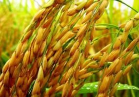 ជំងឺពងស្រូវលឿងលិច៖ វិធីការពារការបាត់បង់ផលចំរូងទាំងស្រុងបន្ទាប់ពីស្រូវវាលស្លឹក