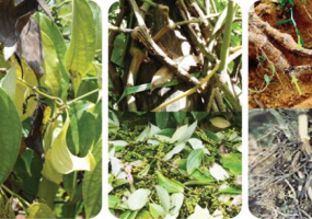 ម្រេចខ្មៅ – ជំងឺស្លាប់លឿន (រលួយឫសដោយសារពាង្ស PHYTOPHTHORA): សញ្ញា និងវិធានការជួយសង្រ្គោះ