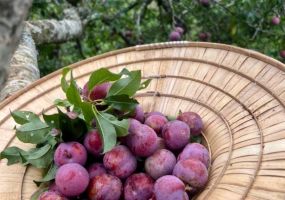 Độc đáo vườn mận Hà Nội ghép đào Đà Lạt hút khách tham quan trải nghiệm