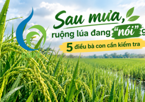 Sau mưa, ruộng lúa đang “nói” gì? 5 điều bà con cần kiểm tra