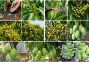 Kỹ thuật kích hoa nghịch vụ cho cây ăn trái trúng đậm giá cao