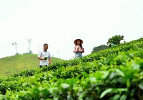 Vùng chè Bình Sơn xây dựng thương hiệu trà xứ Thanh từ sản xuất hữu cơ