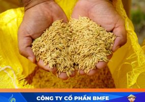 Dinh dưỡng cho lúa giai đoạn trổ đều: Bí quyết hạt vàng sáng, nặng ký