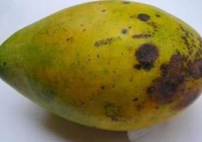 ស្វាយ – ជំងឺផ្ទាន់ធើរាលដាលទាំងដើម៖ វិធីសាស្ត្រទទួលស្គាល់និងទប់ស្កាត់