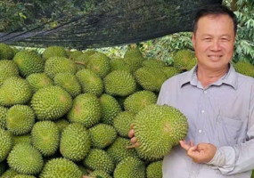 Cách xử lý dứt điểm bệnh vàng lá thối rễ sầu riêng từ câu chuyện thực tế của chú Năm