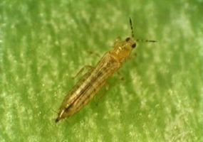 បូឡាខ់ (STENCHAETOTHRIPS BIFORMIS) បំផ្លាញស្រូវ៖ ការទទួលស្គាល់ រោគសញ្ញា និងវិធានការប្រឆាំង