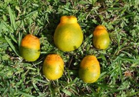 ដើមក្រូច សំបូរ – សត្វល្អិត និងជំងឺឆាប់កើត និងវិធានការទប់ស្កាត់
