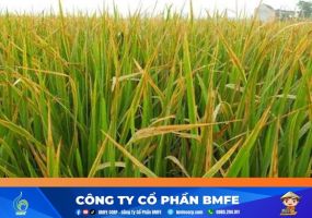 Cách xử lý ngộ độc hữu cơ trên lúa hiệu quả cho nhà nông