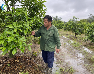 Đầu Mùa Mưa, Nhà Vườn Cần Làm Gì Để Cây Không Tụt SứC