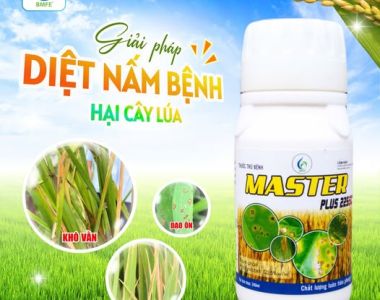 Master Plus 225SC – Giải pháp đặc trị nấm bệnh hại lúa, bảo vệ vụ mùa bội thu