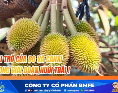 Kỹ Thuật Bổ Sung Canxi - Bo Cho Sầu Riêng: Chống Rụng, Tròn Trái