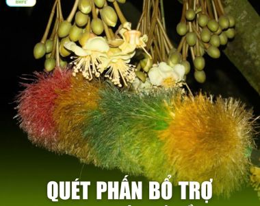 Kỹ Thuật Quét Phấn Bổ Trợ Sầu Riêng: Bí Quyết Đậu Trái Đều, Chống Méo Trái Cực Hay
