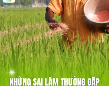 Những Sai Lầm Thường Gặp Khi Bón Phân Cho Ruộng Lúa