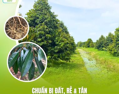 Chuẩn Bị Đất, Rễ & Tán: Bí Quyết Cho Vụ Sầu Riêng Bội Thu Năm Sau