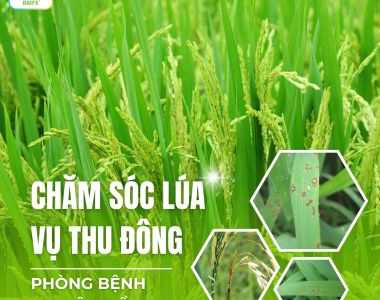 Chăm Sóc Lúa Vụ Thu Đông – Giải Pháp Phòng Bệnh Đạo Ôn Đầu Vụ Hiệu Quả