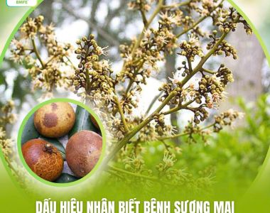 Dấu Hiệu Nhận Biết Bệnh Sương Mai Gây Hại Trên Cây Nhãn Và Cách Phòng Tránh Hiệu Quả