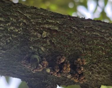 ការម៉ាត់ផ្លែស្រល់ (Durian Eye) ប្រែខ្មៅ៖ មូលហេតុ និងវិធីការពារ