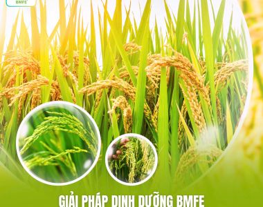 GIẢI PHÁP DINH DƯỠNG BMFE CHO GIAI ĐOẠN TRỔ – CHẮC HẠT – CHÍN TỚI