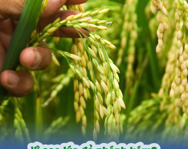 Vì Sao Lúa Đẻ Nhánh Kém? Nguyên Nhân Và Giải Pháp Giúp Lúa Đẻ Nhánh Khỏe