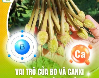 Vai Trò Của Bo Và Canxi Trong Việc Hạn Chế Rụng Trái Non Trên Cây Sầu Riêng