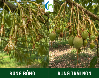 Nguyên nhân sầu riêng rụng bông, rụng trái non và cách khắc phục nhanh