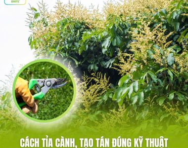 Cách Tỉa Cành, Tạo Tán Đúng Kỹ Thuật Giúp Nhãn Ra Hoa Đồng Đều, Tăng Năng Suất