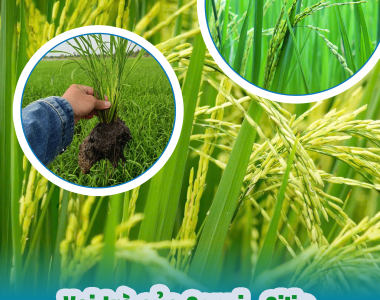 Vai Trò Của Canxi Và Silic: 