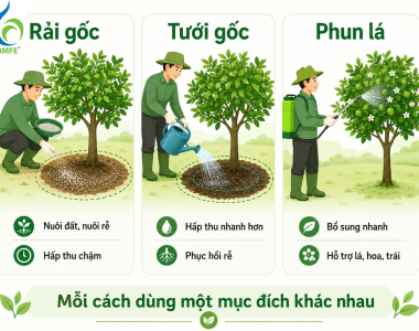 Bón Phân Rải Gốc, Tưới Gốc Hay Phun Lá Tốt Hơn?