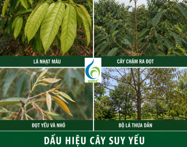  Kỹ thuật phục hồi vườn sầu riêng sau thu hoạch tránh suy cây, vàng lá