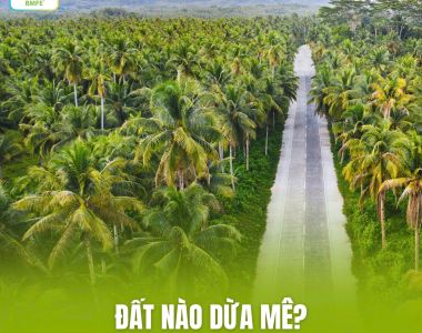 Cải Tạo Đất Trồng Dừa Đúng Cách: Nền Tảng Cho Vườn Dừa Khỏe – Trái Nhiều