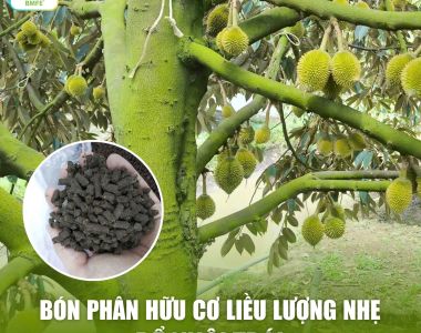 Bí Quyết Bón Phân Hữu Cơ Nuôi Trái Sầu Riêng: Giúp Trái Lớn Nhanh, Xanh Gai, Không Sượng