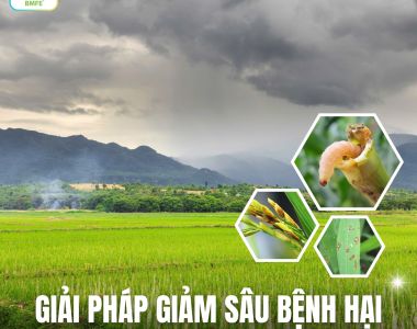 Giải Pháp Giảm Sâu Bệnh Hại Cho Cây Lúa Trong Mùa Mưa