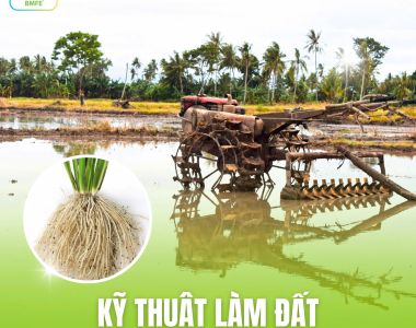 Kỹ Thuật Làm Đất Giúp Rễ Lúa Phát Triển Khỏe