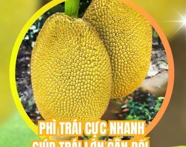 Xô Phì Trái BMFE – Giải pháp nuôi trái lớn nhanh, cân đối và chống rụng trái non hiệu quả