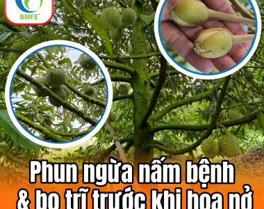 Bí Quyết Phun Ngừa Nấm Bệnh Và Bọ Trĩ Trước Khi Hoa Sầu Riêng Nở