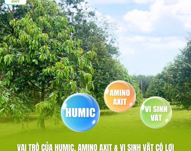 Vai trò của Humic, Amino Axit & Vi sinh vật có lợi trong giai đoạn phục hồi sầu riêng