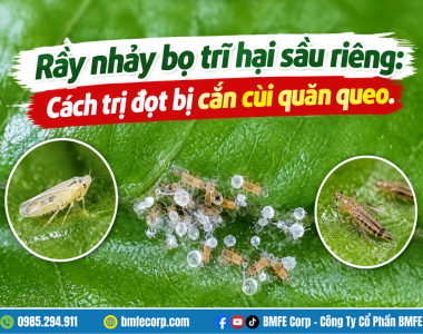 Rầy nhảy bọ trĩ hại sầu riêng: Cách trị đọt bị cắn cùi quăn queo