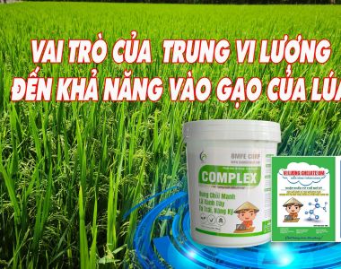 តួនាទីសារធាតុចិញ្ចឹមប្រភេទមធ្យម និងមីក្រូក្នុងដំណាក់កាលបំពេញអង្ករ (Grain Filling) នៃដំណាំស្រូវ – ការកែលម្អទិន្នផល និងគុណភាពអង្ករ
