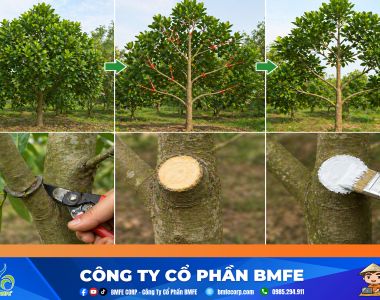 Kỹ thuật tỉa cành tạo tán cho mít và xử lý vết thương