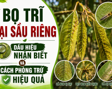 Bọ trĩ hại sầu riêng: Dấu hiệu nhận biết và cách phòng trừ hiệu quả