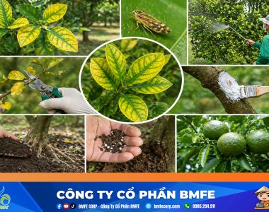 Kỹ thuật xử lý cam sành bị vàng lá gân xanh hiệu quả