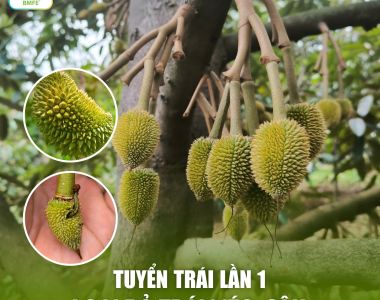 Tuyển Trái Sầu Riêng Lần 1: Nghệ Thuật 