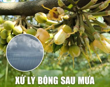 Bí Quyết Xử Lý Bông Sầu Riêng Sau Mưa Trong Giai Đoạn Xổ Nhụy