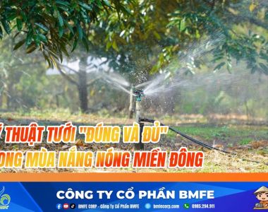 Kỹ Thuật Tưới Nước Mùa Khô Miền Đông: Đúng Và Đủ Cho Cây Trồng
