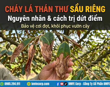 Cháy lá thán thư sầu riêng: Nguyên nhân và cách trị dứt điểm