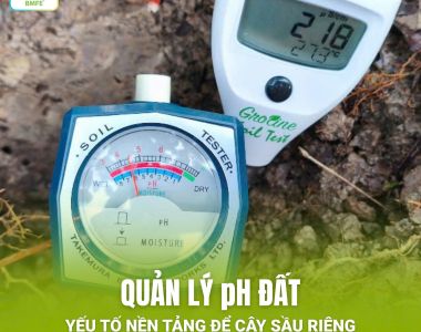 QUẢN LÝ pH ĐẤT – YẾU TỐ NỀN TẢNG GIÚP CÂY SẦU RIÊNG KHỎE, KHÔNG BỊ NGỘ ĐỘC RỄ