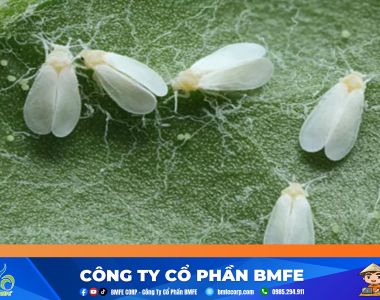 Cách Diệt Rầy Phấn Trắng Trên Lúa Hiệu Quả Nhất | Kỹ Thuật BMFE