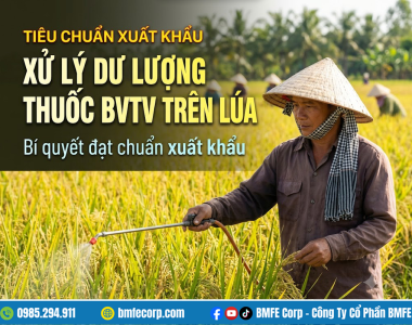 Xử lý dư lượng thuốc BVTV trên lúa: Bí quyết đạt chuẩn xuất khẩu