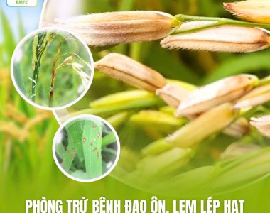 Giải Pháp Sinh Học Phòng Trừ Bệnh Đạo Ôn và Lem Lép Hạt An Toàn, Hiệu Quả