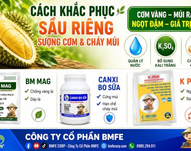 Cách khắc phục sầu riêng sượng cơm và cháy múi hiệu quả